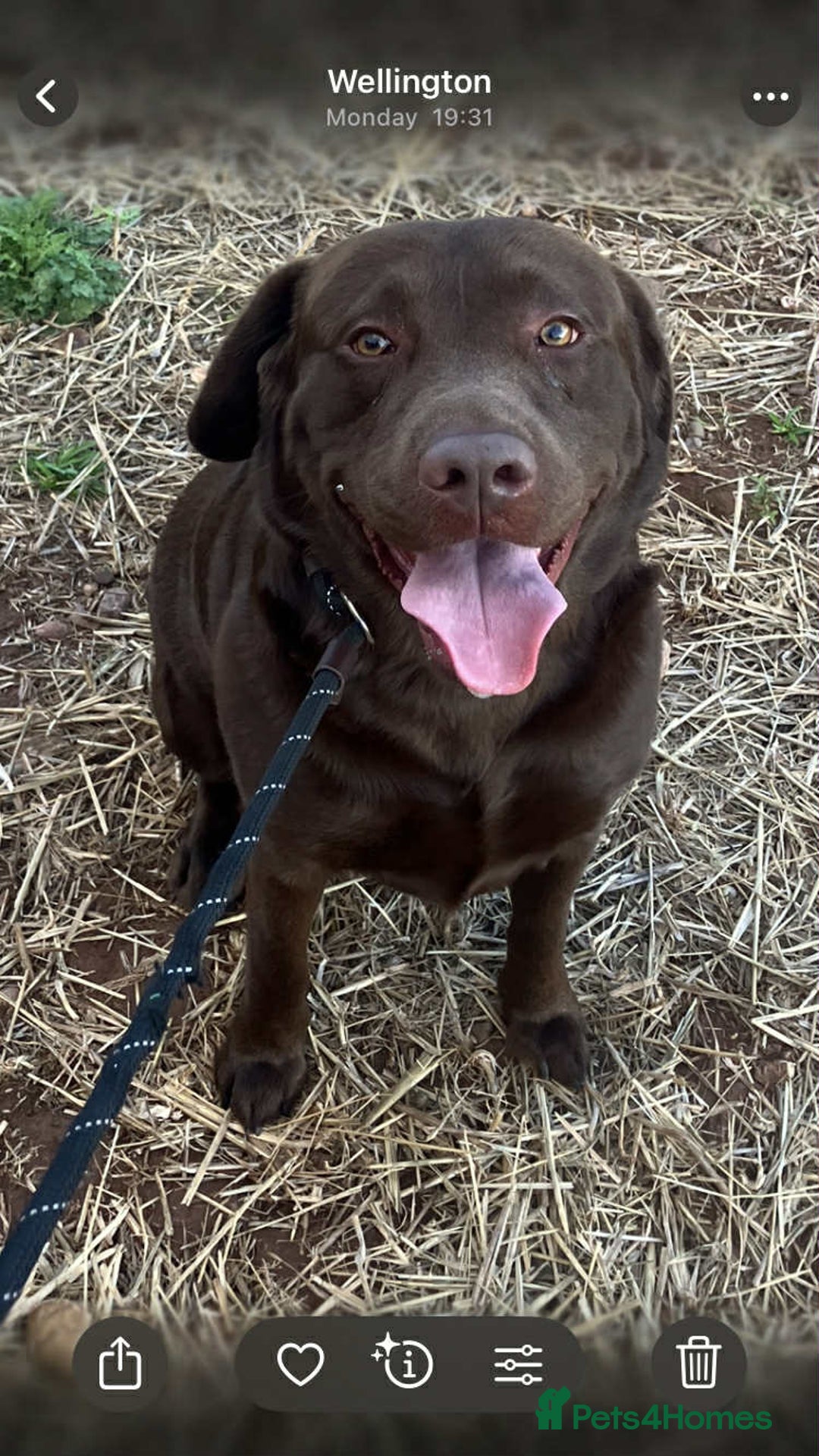 Labrador Retriever dogs for sale: Labrador puppies - Image 2