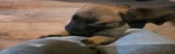 Belgian Shepherd Dog dogs for sale: Belgian Malinois Puppies For Sale. - Advert 7