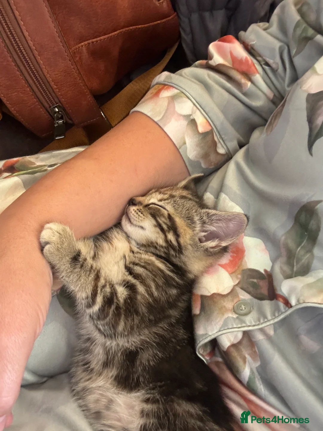 Mixed Breed cats for sale: Beautiful Family-Raised Kittens in Oswestry - Advert 39