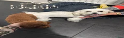 Toy Poodle dogs for stud: 👑 One-in-a-Million red Asian Toy Poodle Stud 👑 - Advert 33