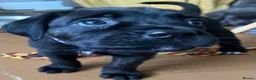 Cane Corso dogs for sale: Beautiful Purebred Cane corso puppies - Advert 27