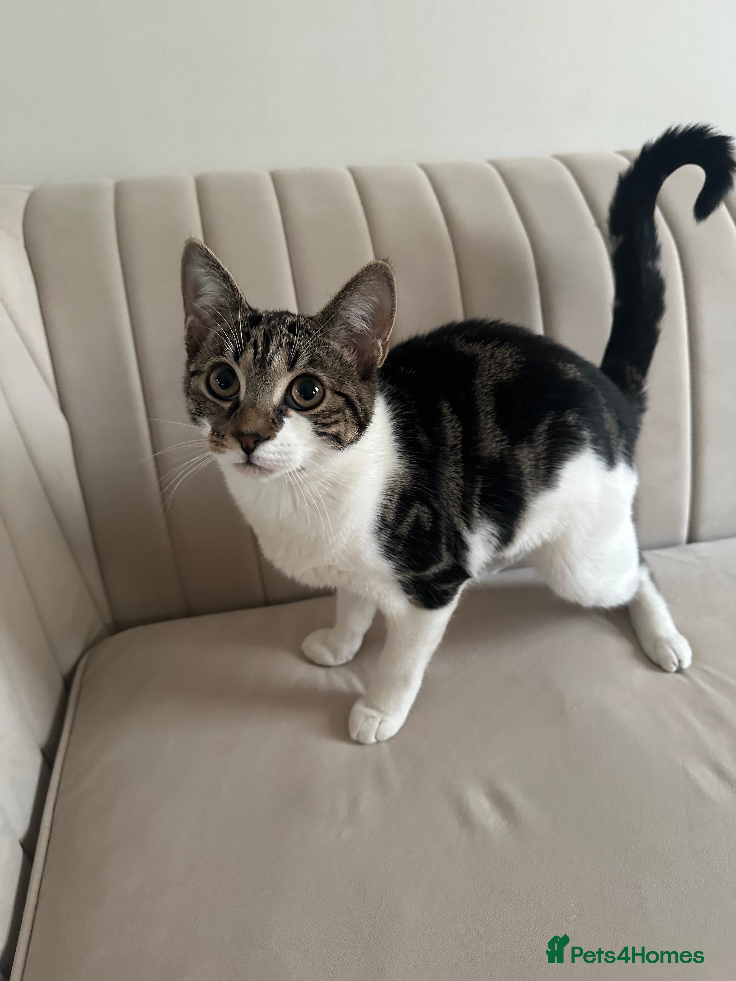 Mixed Breed cats Kitten - Advert 14