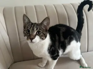 Mixed Breed cats Kitten - Advert 14