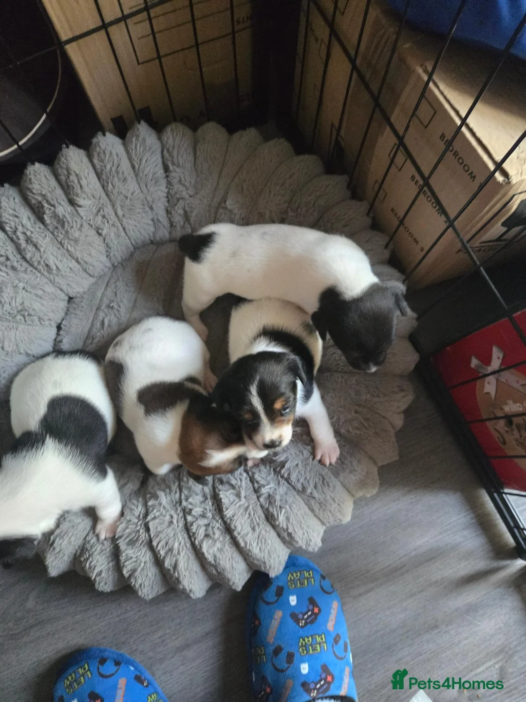 Jack Russell dogs for sale: Stunninb jack ruseell pup - Advert 4