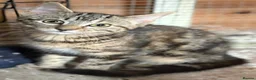 Mixed Breed cats for sale: KITTENS LOOKING FOR HOMES in Malton - Advert 11