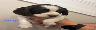 Cocker Spaniel 6