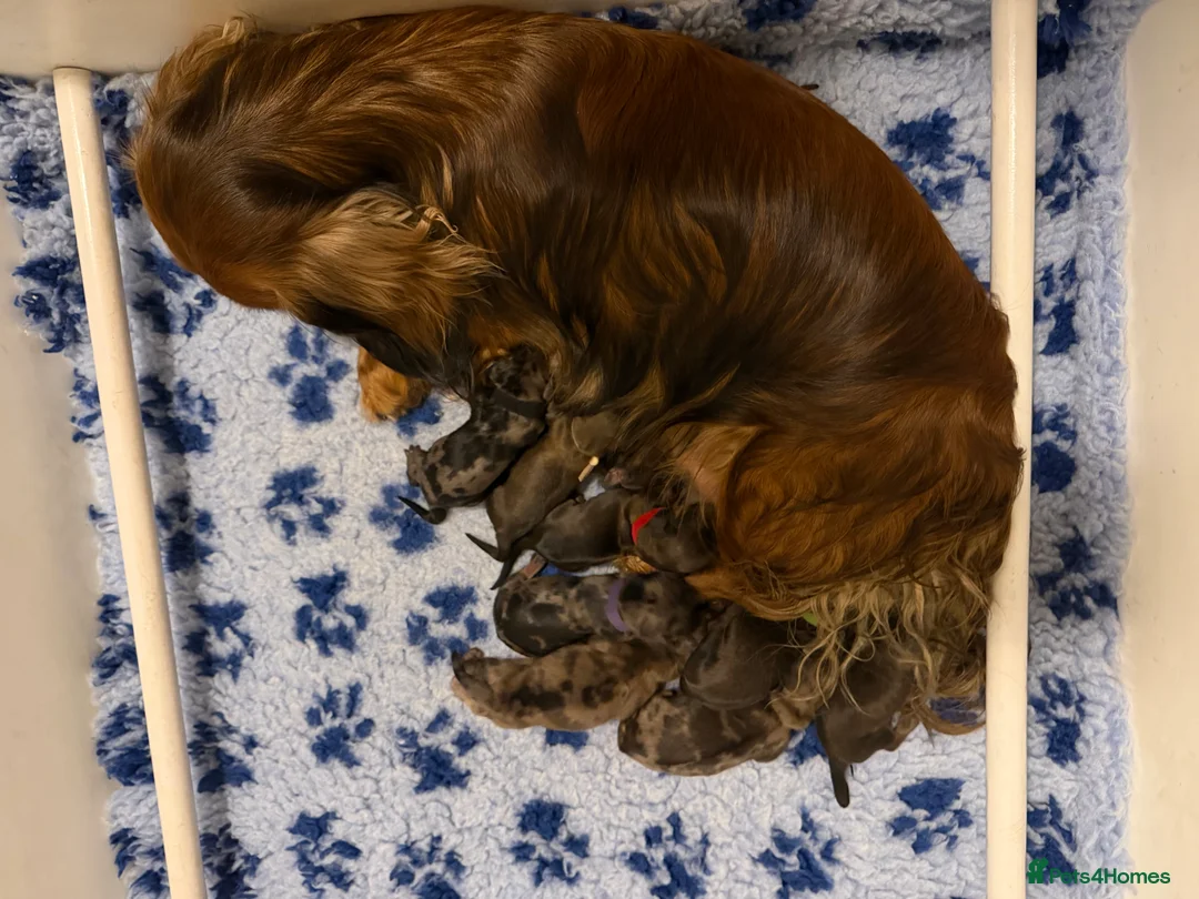 Dachshund dogs for sale: KC Standard Long Haired Dachshund Puppies - Advert 7