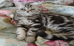 British Shorthair cats for sale: BSH.Silver Classic Tabby.ACTIVE. - Image 7