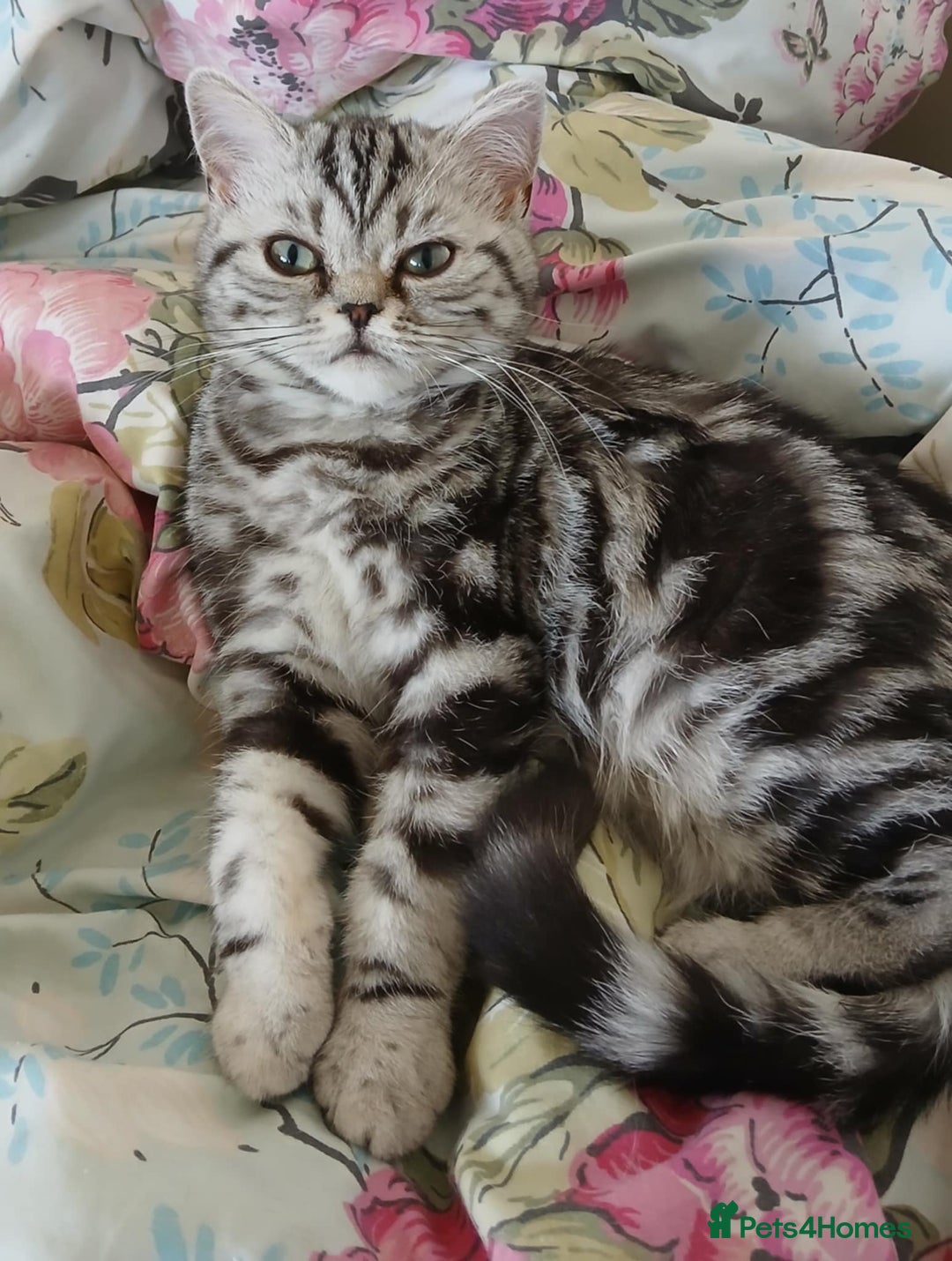 British Shorthair cats for sale: BSH.Silver Classic Tabby.ACTIVE. - Image 7