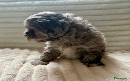Lhasapoo dogs for sale: F2 Lhasapoo puppies - Image 10