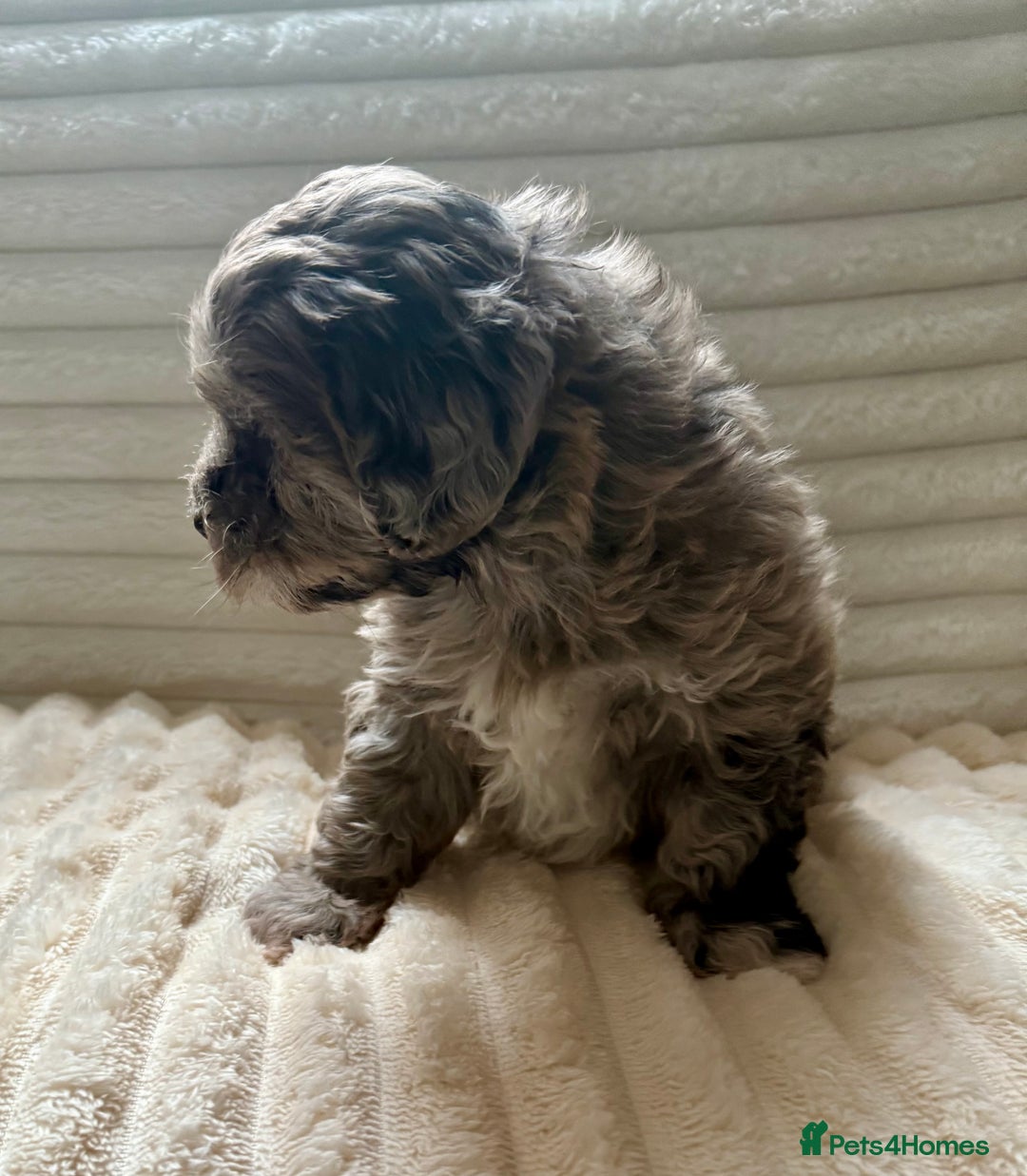 Lhasapoo dogs for sale: F2 Lhasapoo puppies - Image 10
