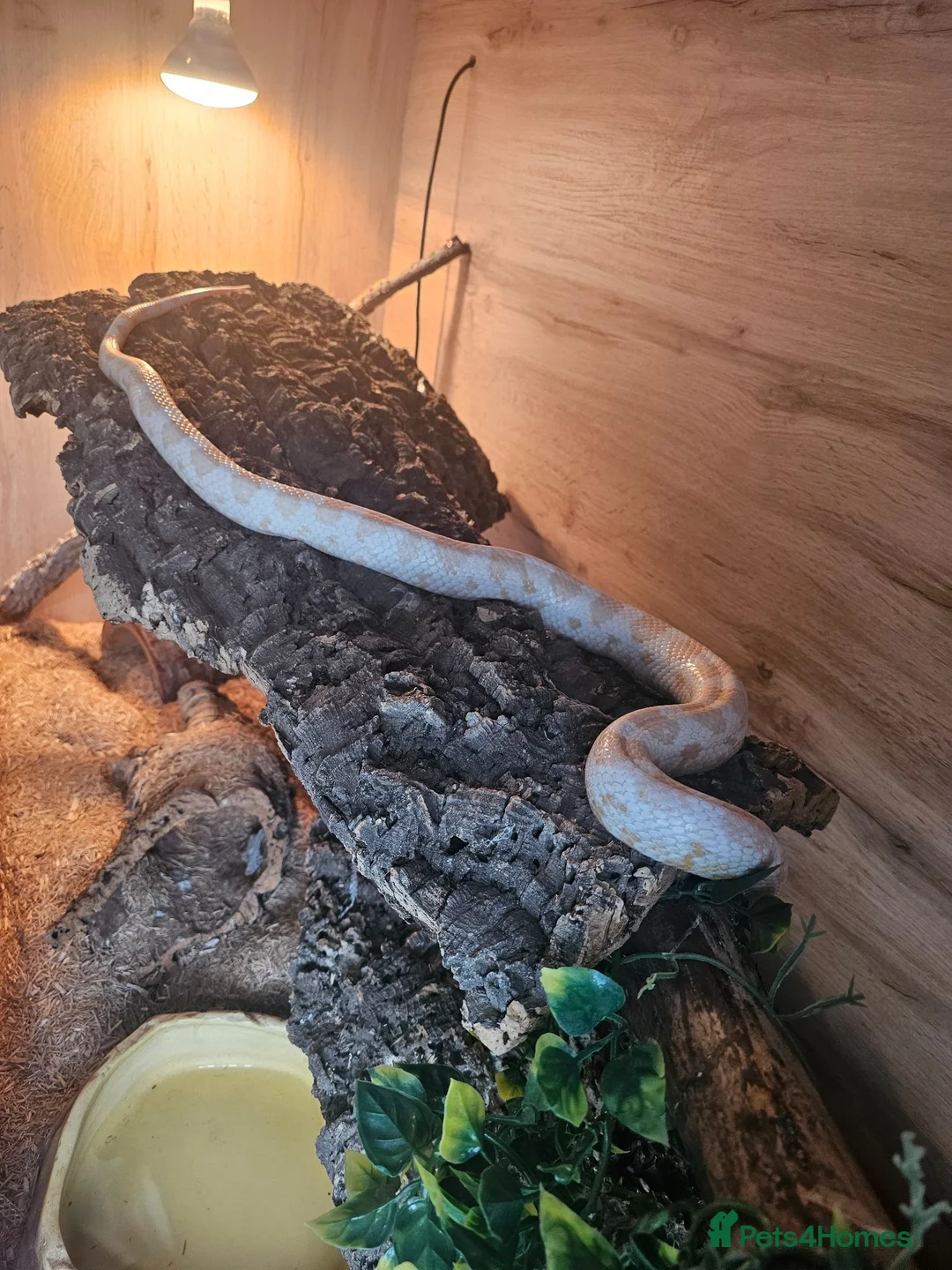 Corn Snake reptiles for sale: Breeding pair corn snakes & enclosure/incubator  in Saltcoats - Advert 8