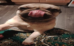 Frug dogs for sale: Frug for a new home - Image 3