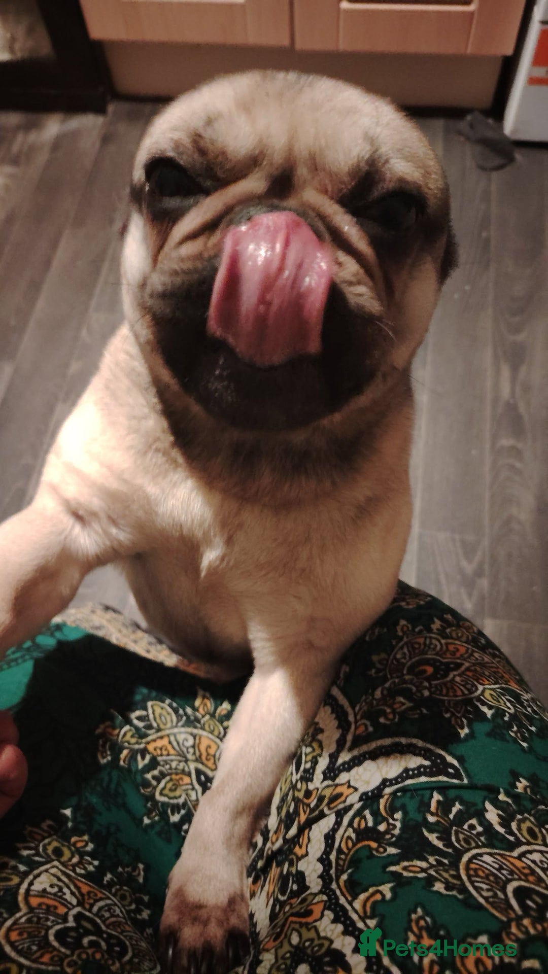 Frug dogs for sale: Frug for a new home - Image 3