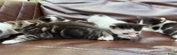 Mixed Breed cats for sale: 4 black and white kittens for sale  - Advert 11