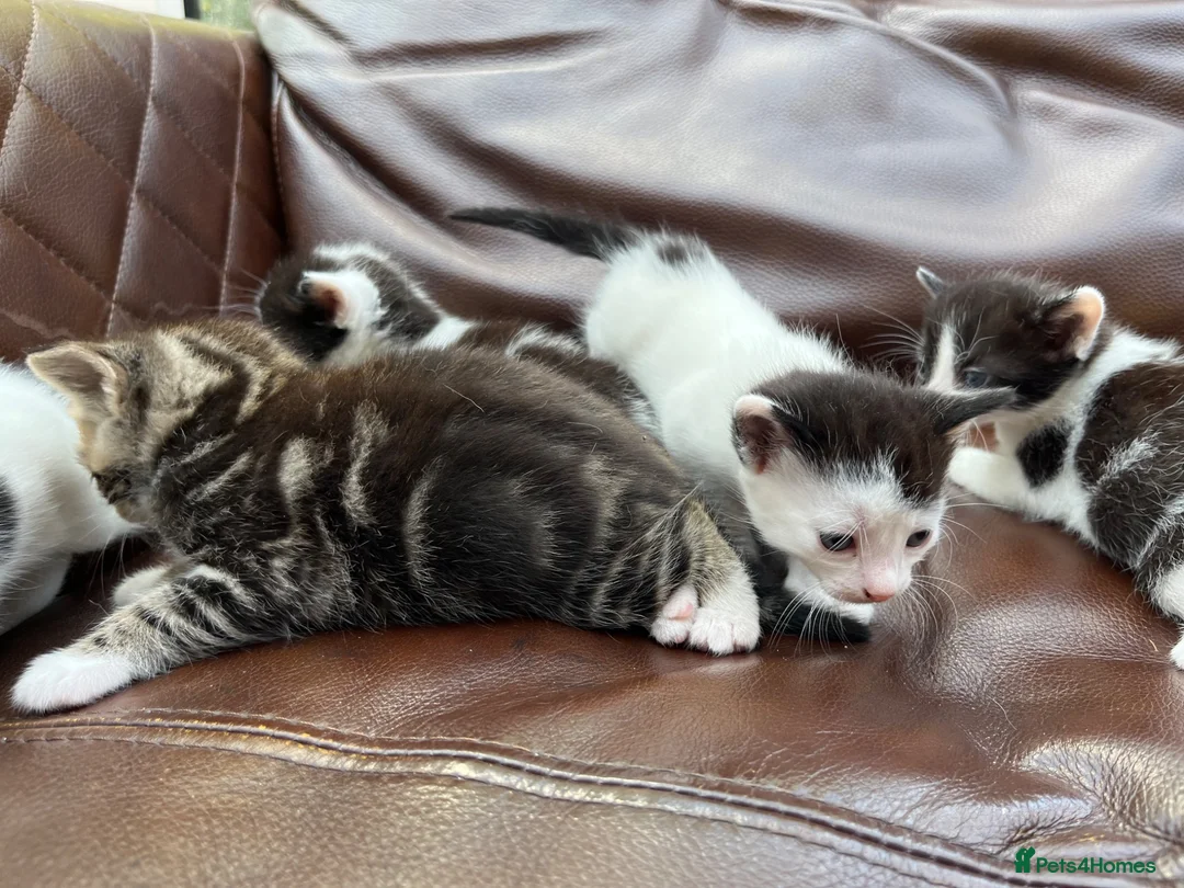 Mixed Breed cats for sale: 4 black and white kittens for sale  - Advert 11