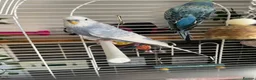 Budgerigars birds for sale: 2 budgies free to a good home  - Advert 4
