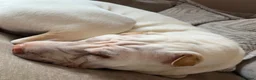 Shar Pei dogs for sale: Shar-pei in Washington - Advert 16