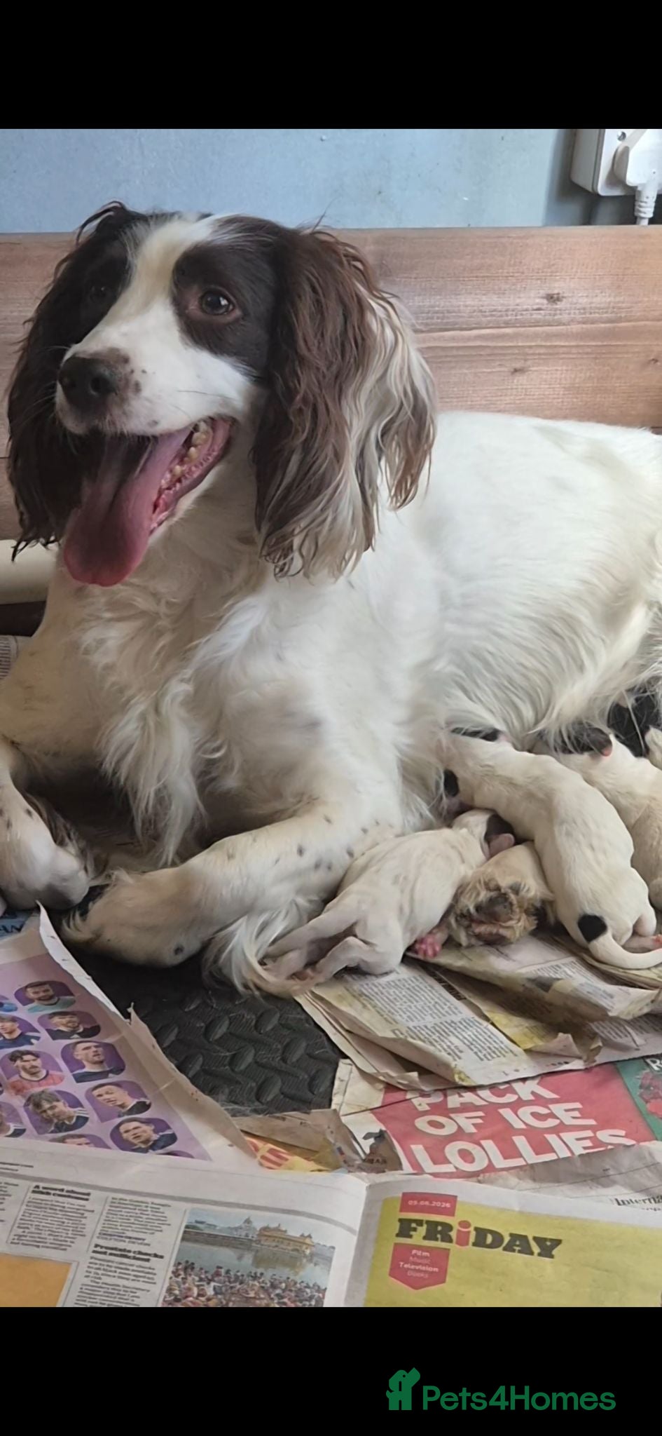English Springer Spaniel dogs KC English Springer Spaniel puppies for sale - Advert 9