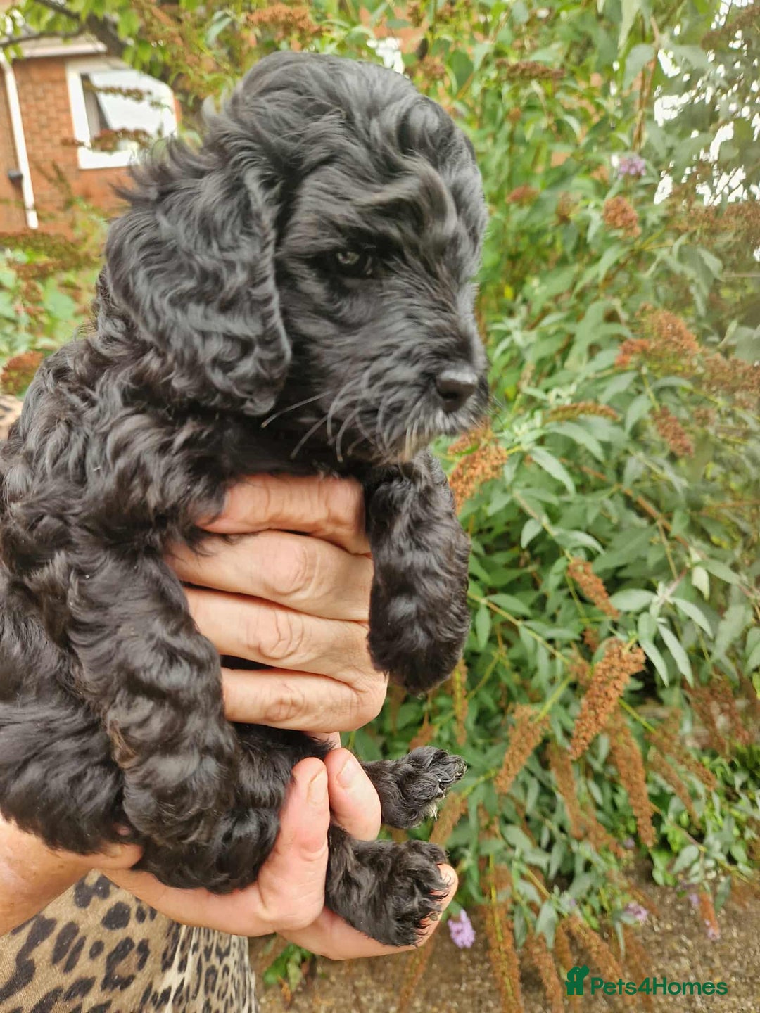 Cockapoo dogs for sale: 5 STAR FULLY DNA HEALTH TESTED F1B COCKAPOOS - Image 15