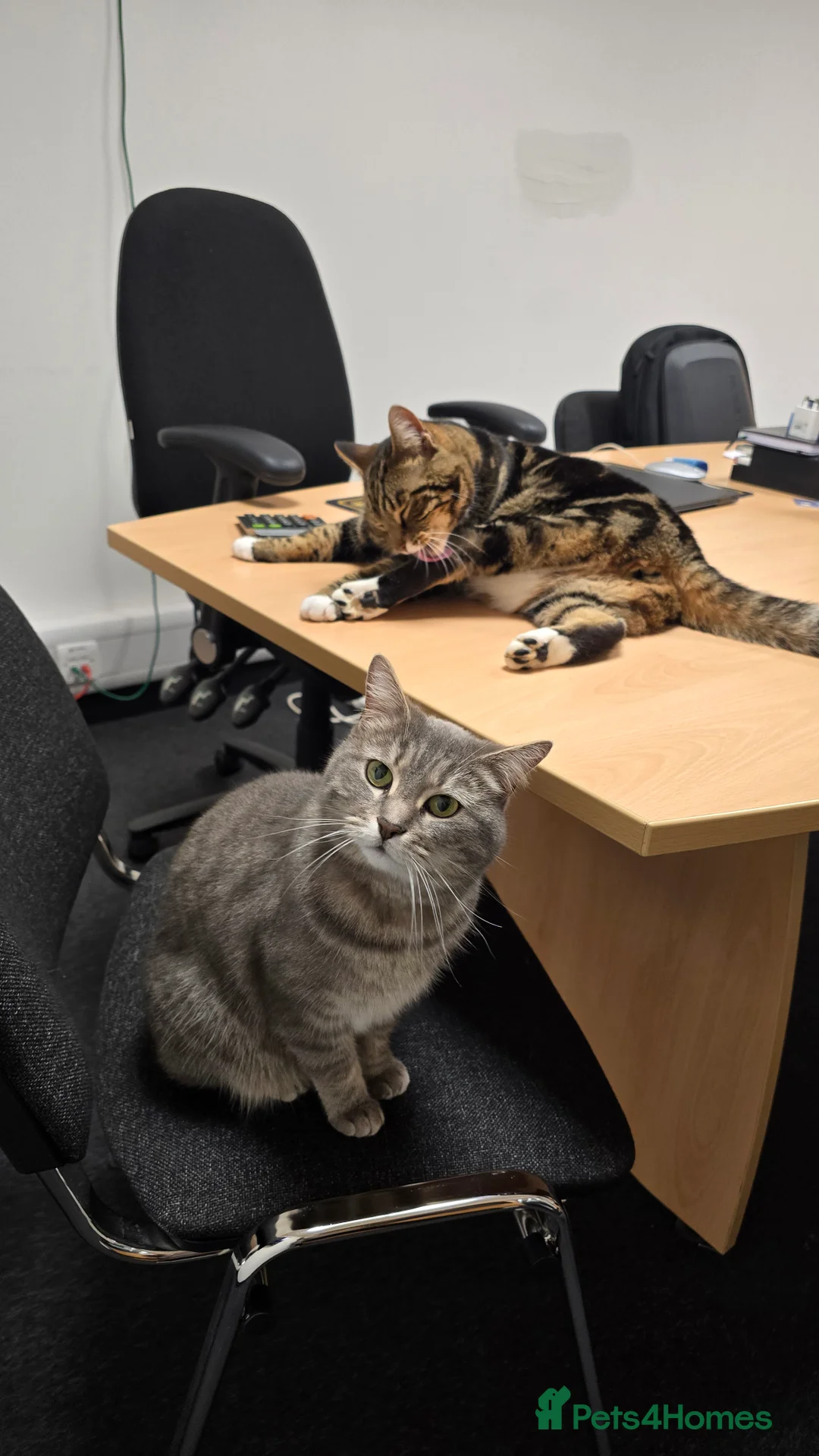 Mixed Breed cats for sale: Lovely pair  - Advert 1