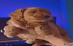 Cockapoo dogs for sale: 🐾Beautiful PRA CLEAR F2 Cockapoo puppies 🐾  - Image 14