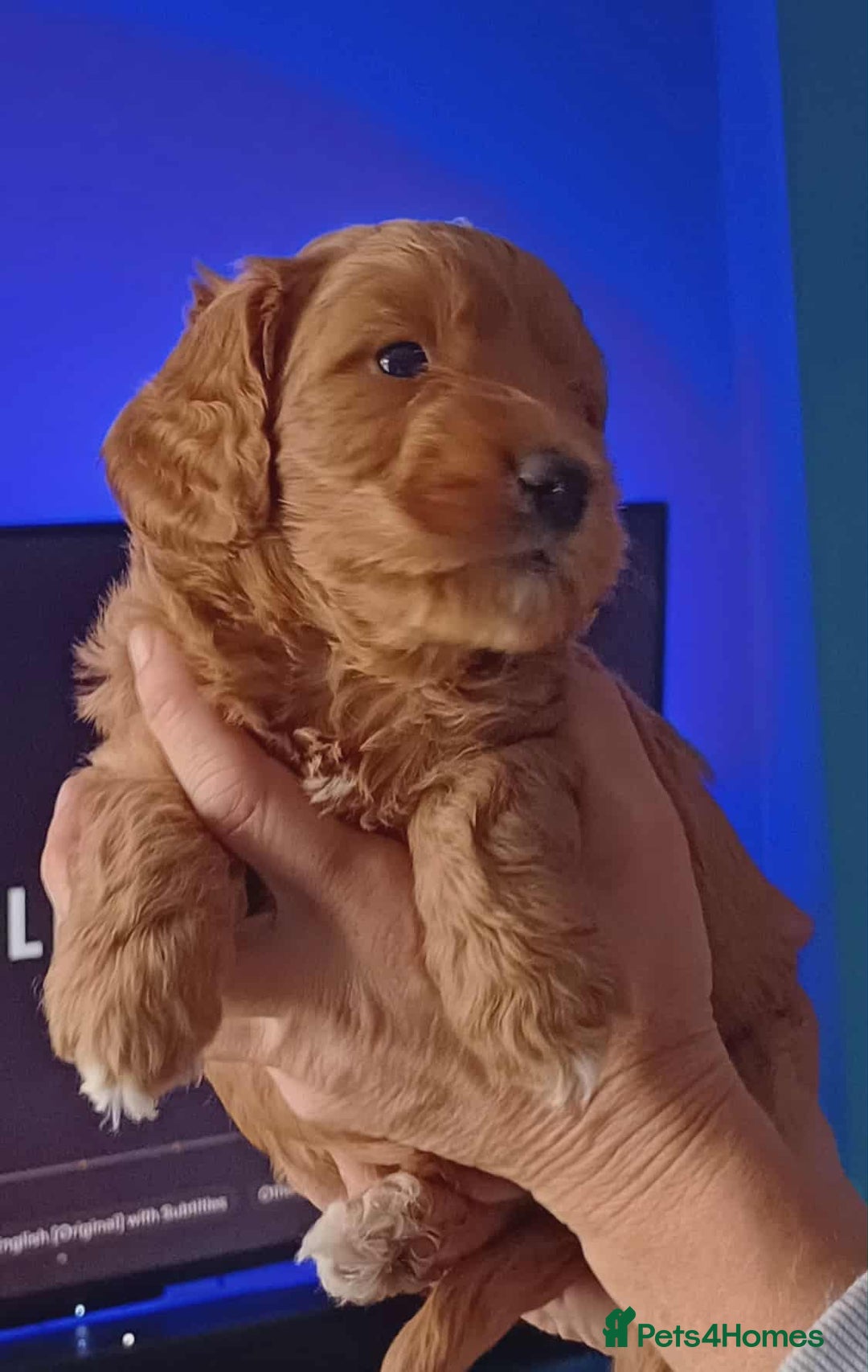 Cockapoo dogs for sale: 🐾Beautiful PRA CLEAR F2 Cockapoo puppies 🐾  - Image 14
