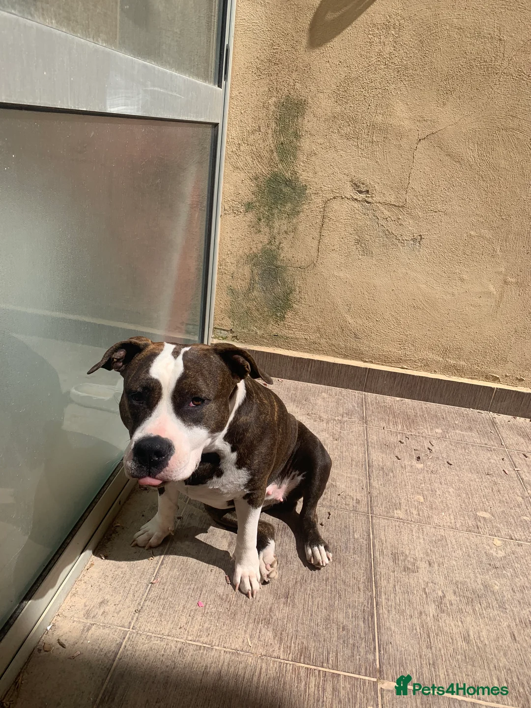 Mixed Breed dogs for sale: 4 year old Skye - Advert 6