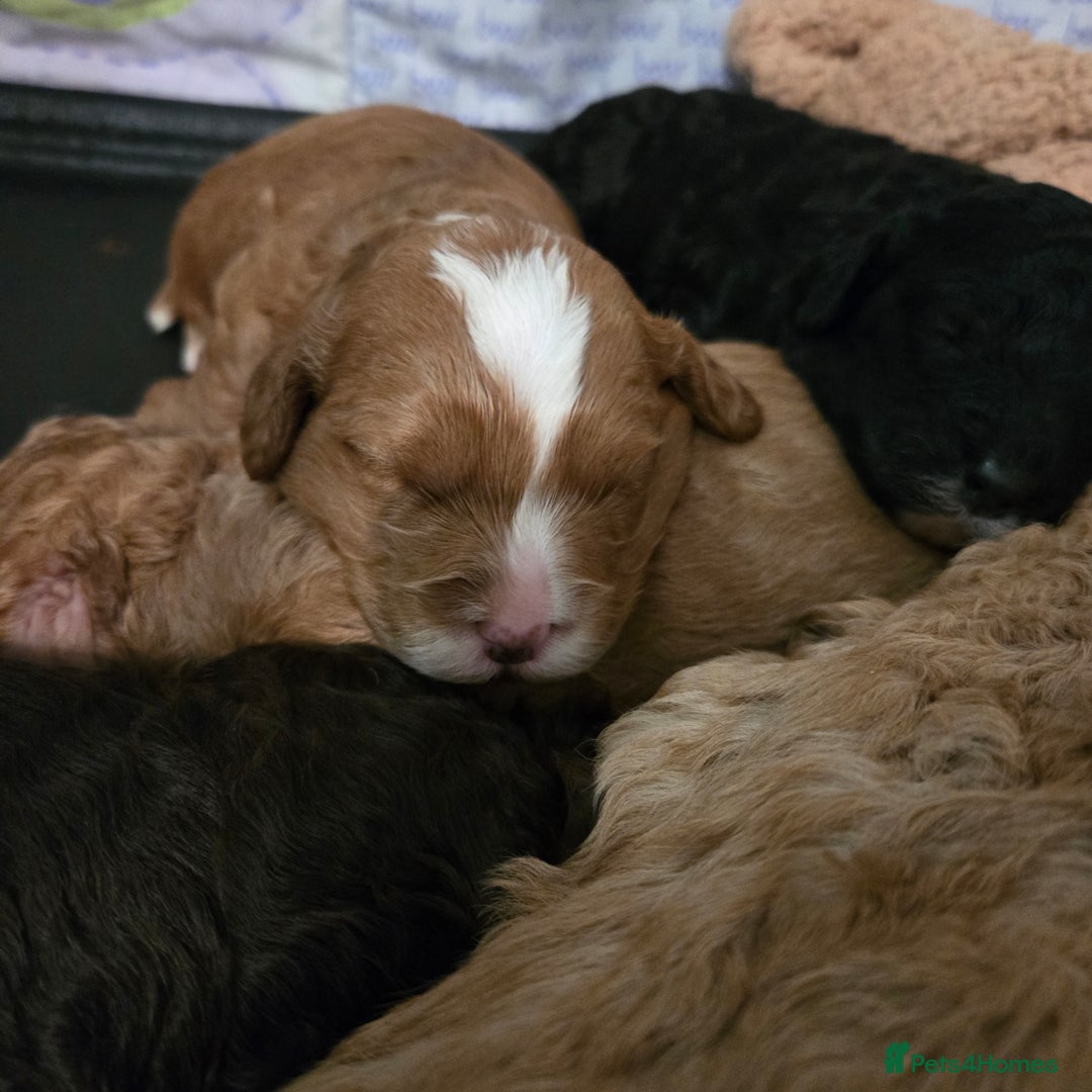 Cavapoo dogs for sale: Teddy bear cavapoo  - Advert 33