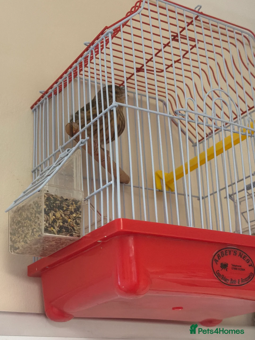 Mixed Breed birds for sale: Linnet goldie mule highbred  - Advert 3