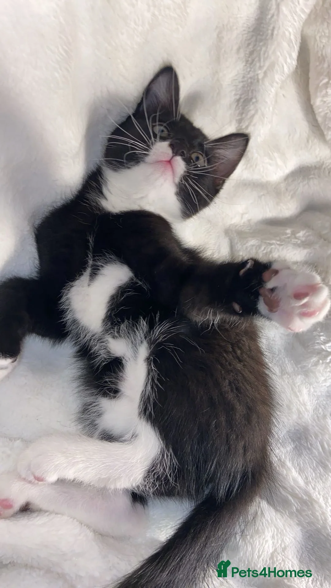 Mixed Breed cats for sale: Adorable Male Kitten Awaiting His Forever Home🏡 - Advert 3