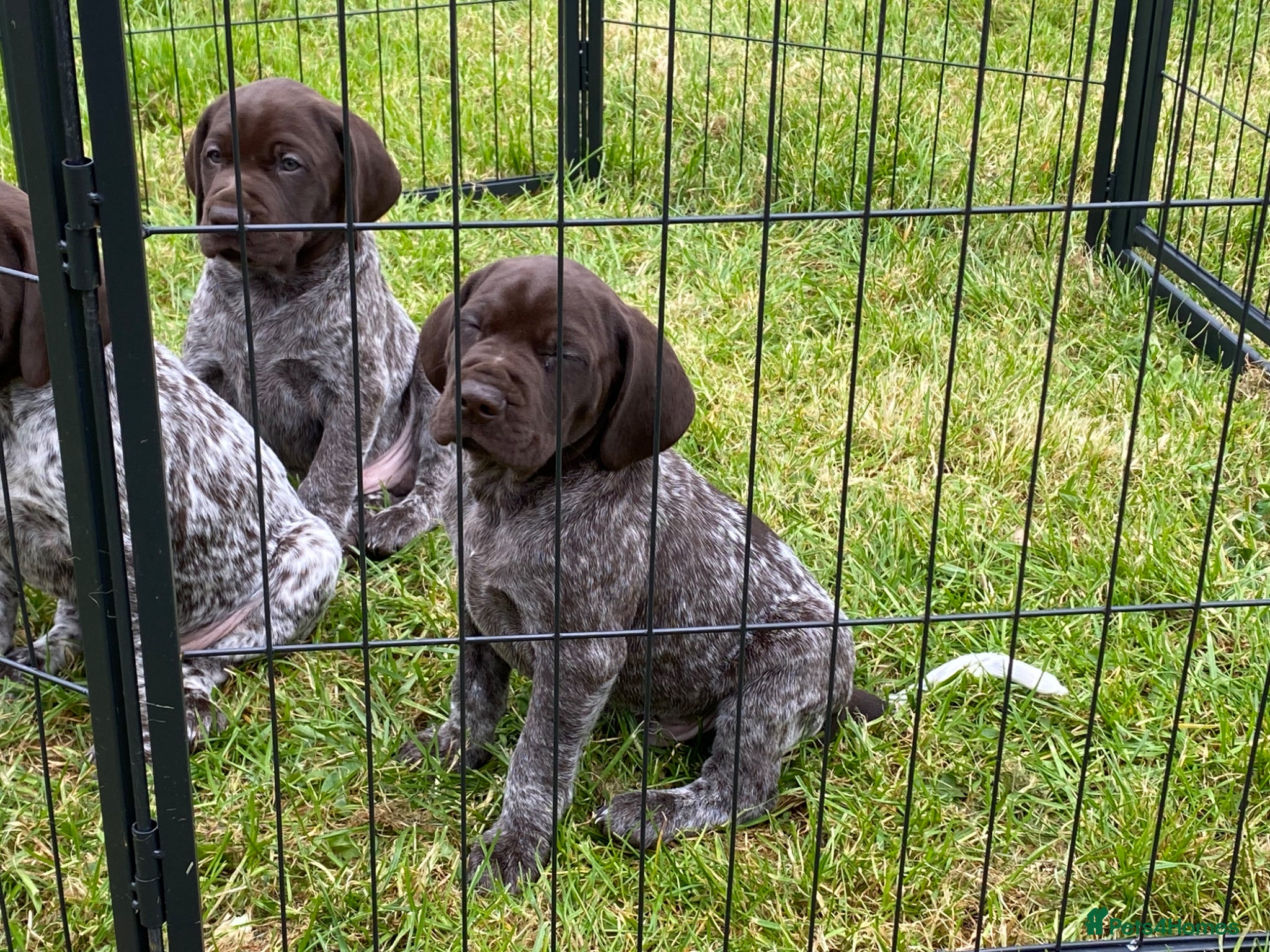 German Shorthaired Pointer dogs KC reg German shorthaired Pointer - Advert 2