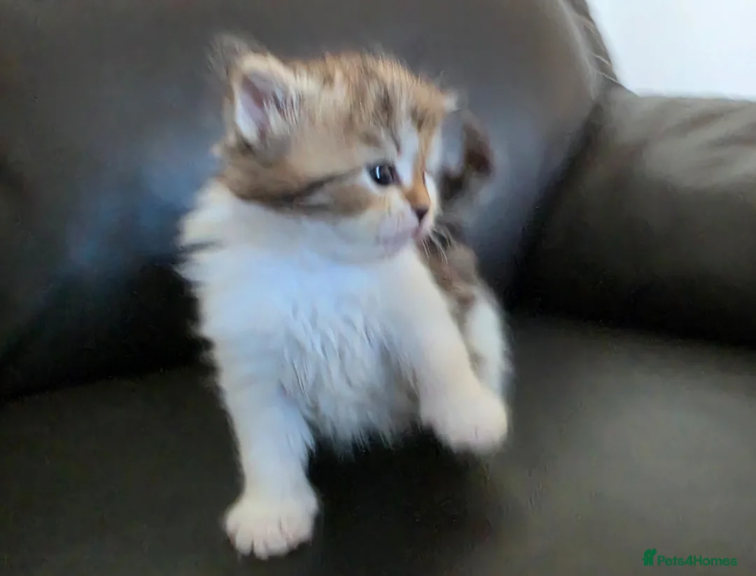 Siberian cats for sale: Pure gorgeous Siberian Kittens - Advert 1