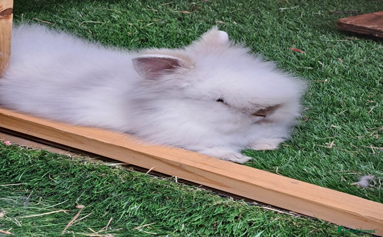 Lionhead rabbits - Advert 15