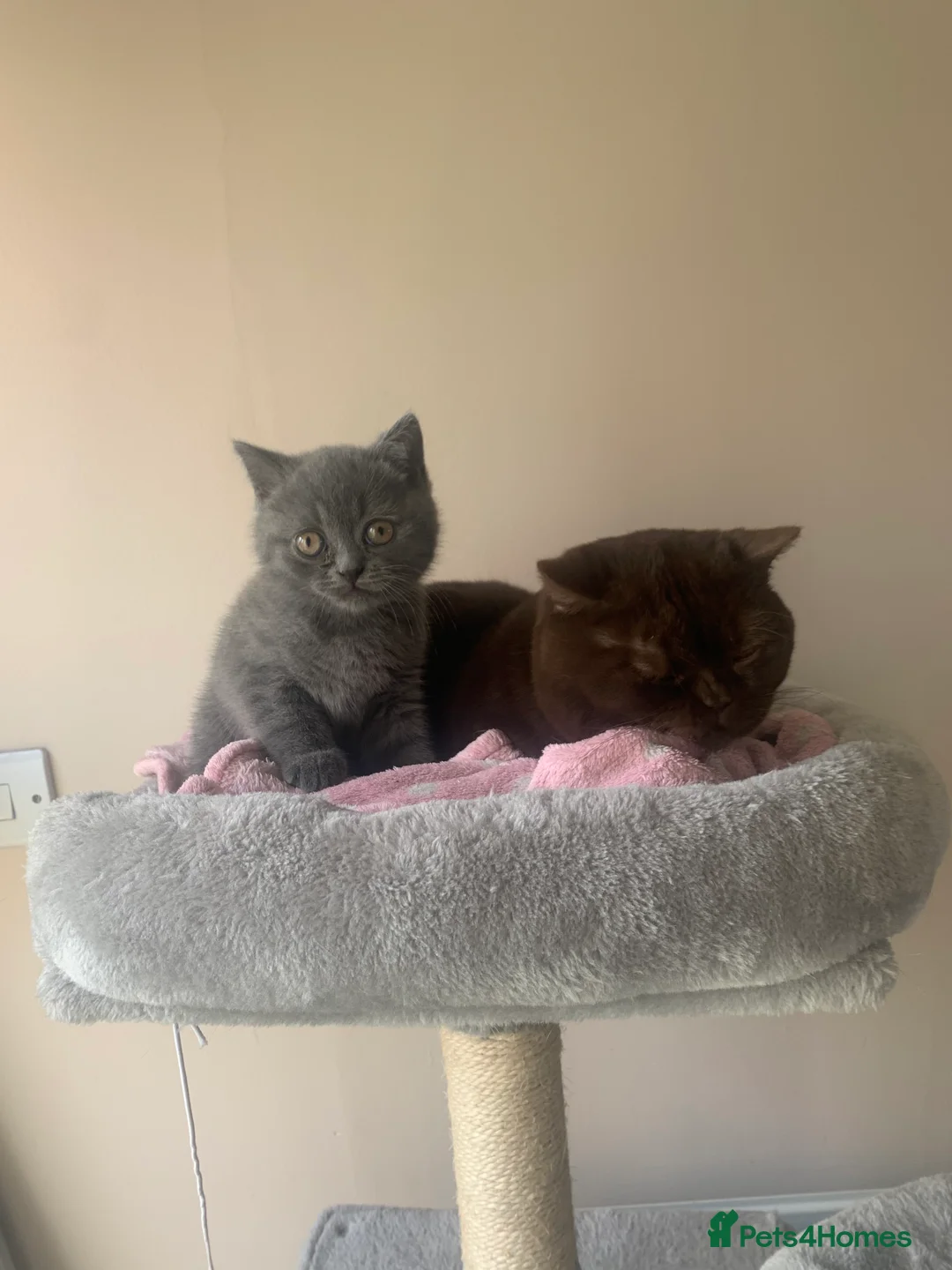 British Shorthair cats for sale: British shorthair  in Manchester - Advert 3