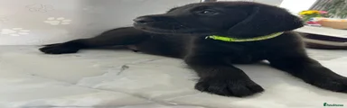 Labradoodle 4 - green