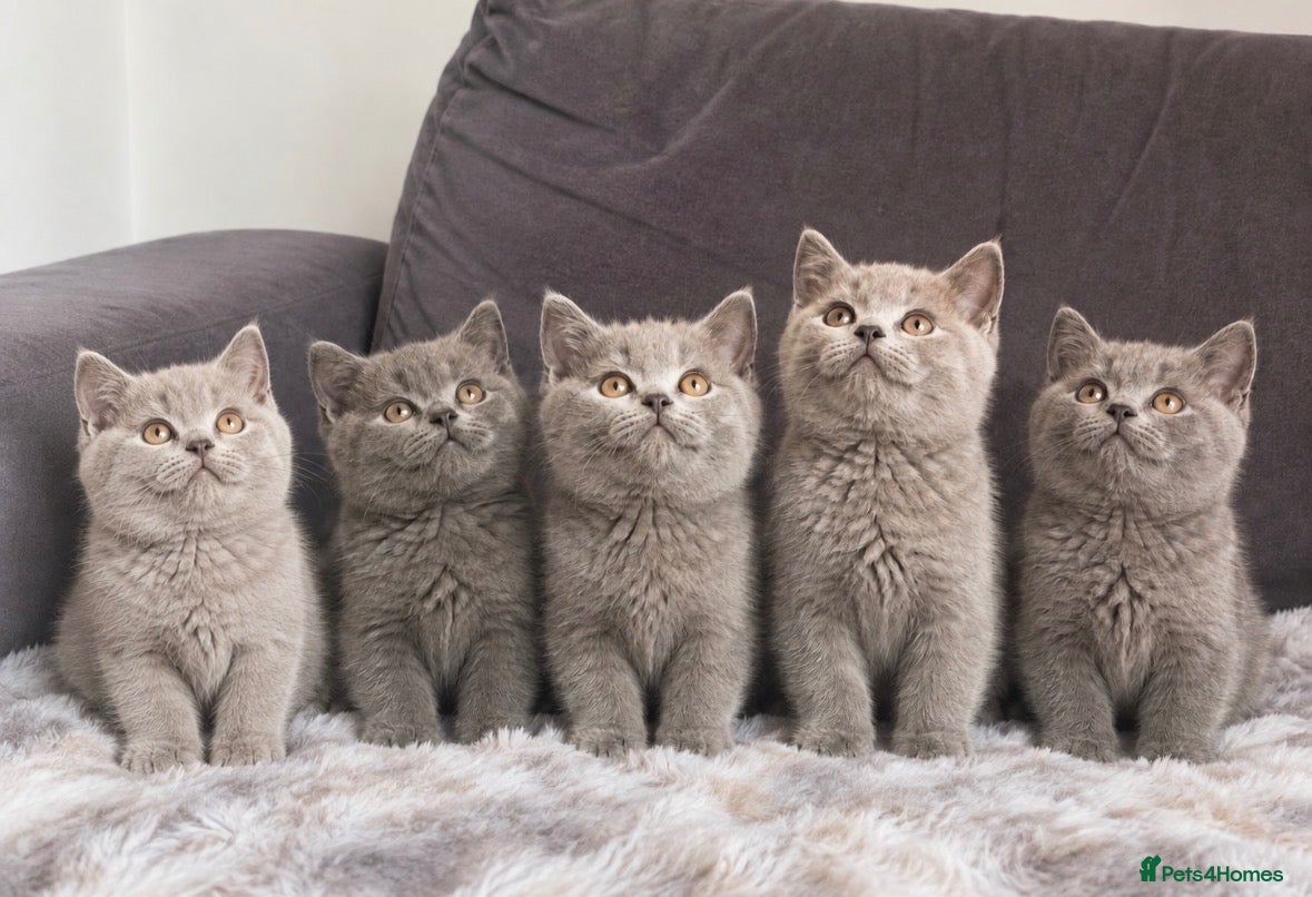 British Shorthair cats 6 gorgeous bsh for sale ❤️ - Advert 1
