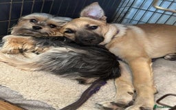 Mixed Breed dogs for adoption: Luanna - Hingham Norfolk  - Image 2
