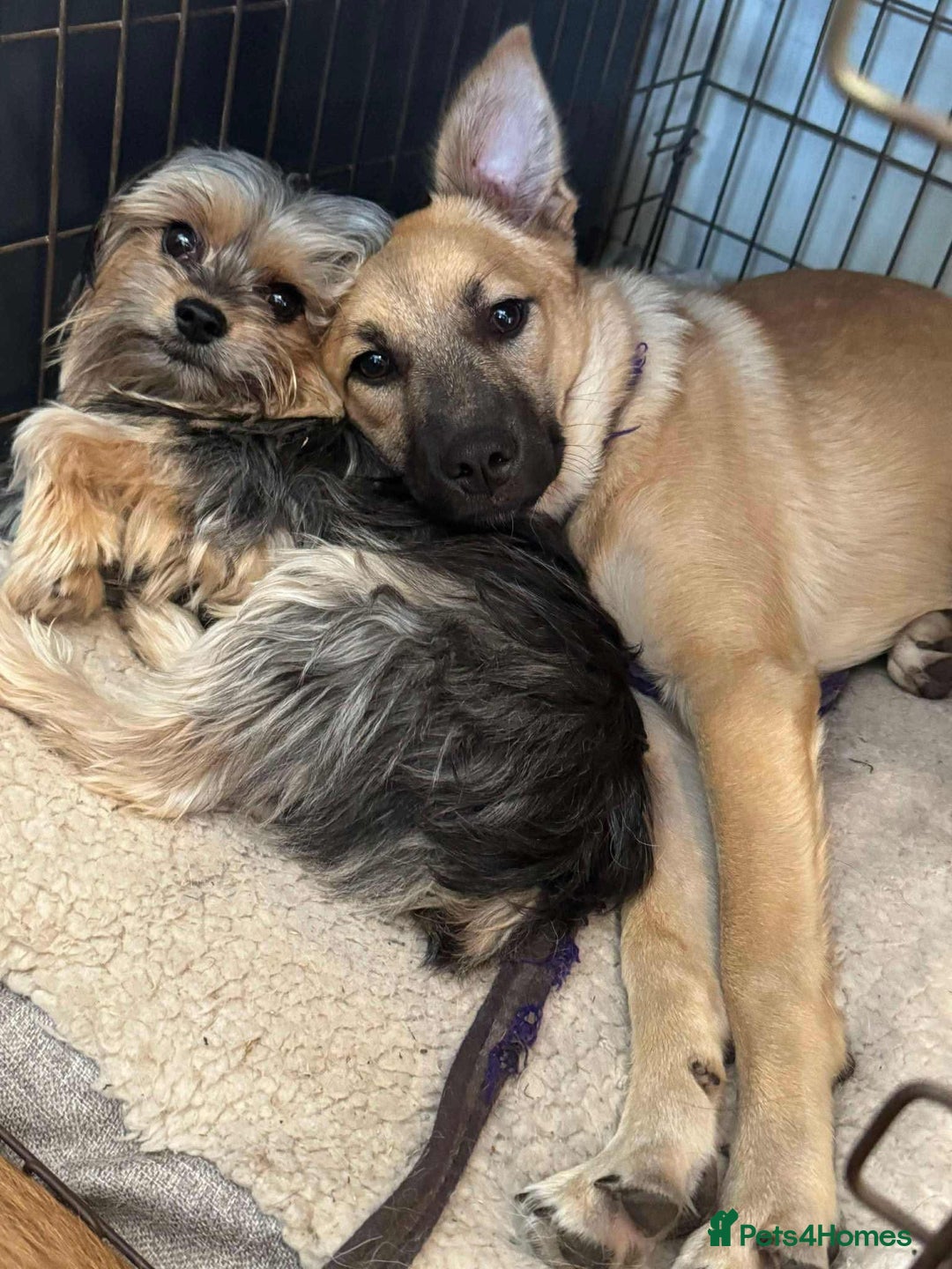 Mixed Breed dogs for adoption: Luanna - Hingham Norfolk  - Image 2