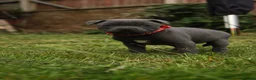 Staffordshire Bull Terrier dogs for sale: Blue KC Registered staffordshire bull terriers  - Advert 21