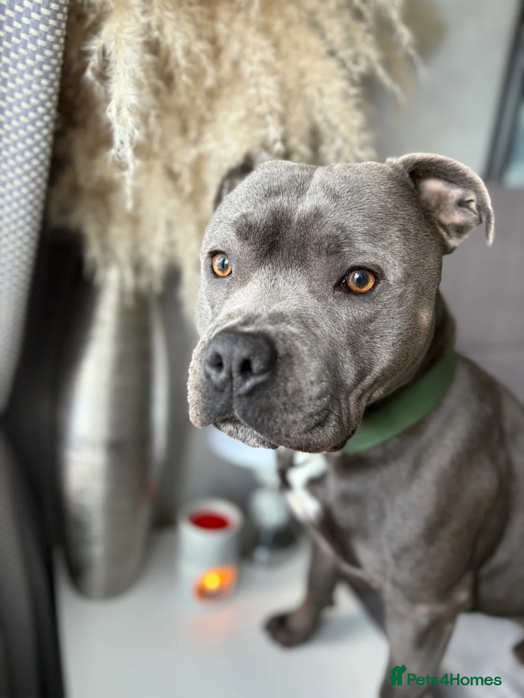 Staffordshire Bull Terrier dogs for stud: Blue Staffordshire Bull Terrier For Stud in Maidstone - Advert 2