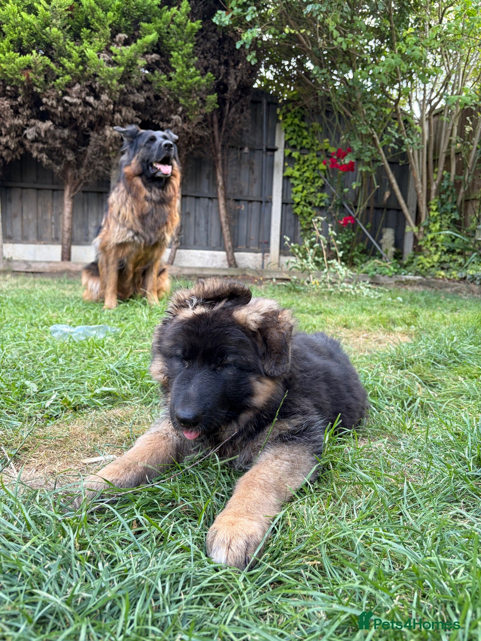 German Shepherd dogs Beautiful and stunning female GSD ready to go - Advert 2