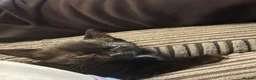 Mixed Breed cats for sale: 5 female kittens for sale - Advert 6