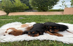 Cavalier King Charles Spaniel dogs for sale: Cavalier King Charles  - Image 13