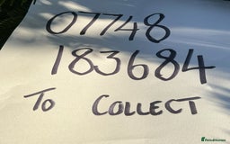 Jack Russell dogs for sale: Norwich terrier cross Jack Russell pups for sale - Image 13