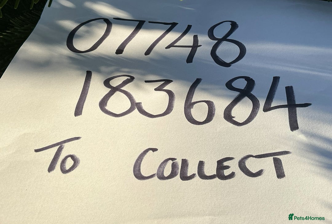 Jack Russell dogs for sale: Norwich terrier cross Jack Russell pups for sale - Image 13