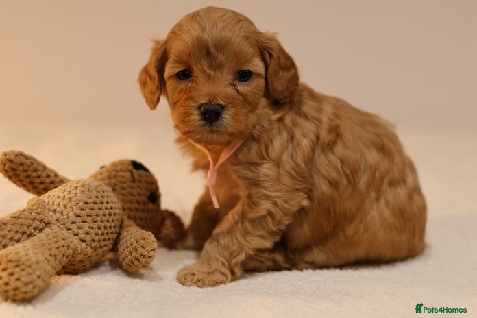 Cavapoo dogs F1BB+5⭐️Licensed+DNA tested+Vet Checked - Advert 2