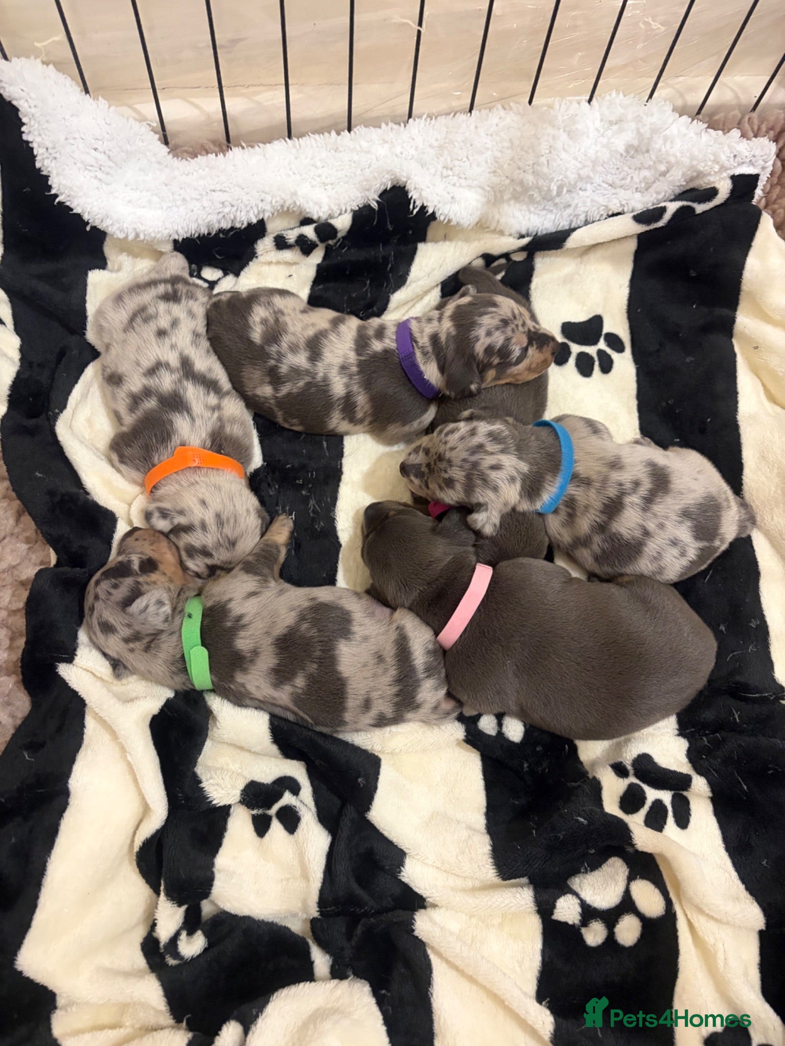 Jackshund dogs Adorable jackhaund puppies - Advert 1