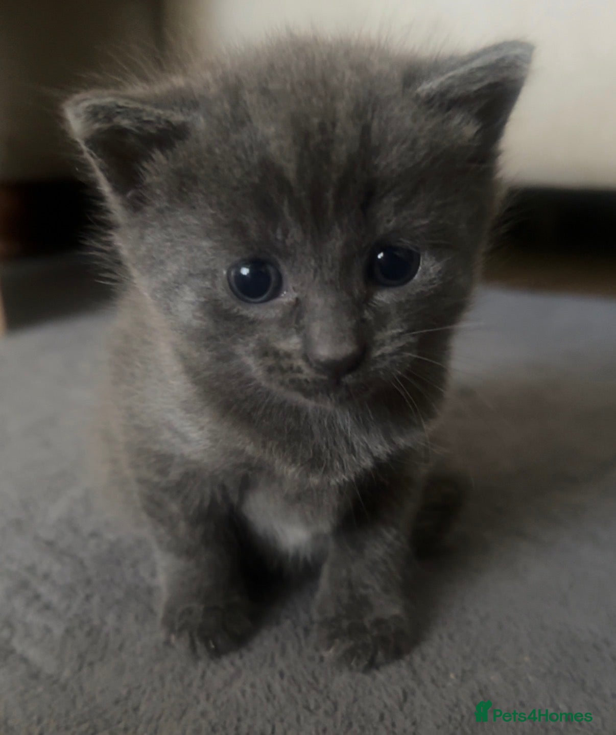 Domestic Shorthair cats Gorgeous Kittens for sale  - Advert 1