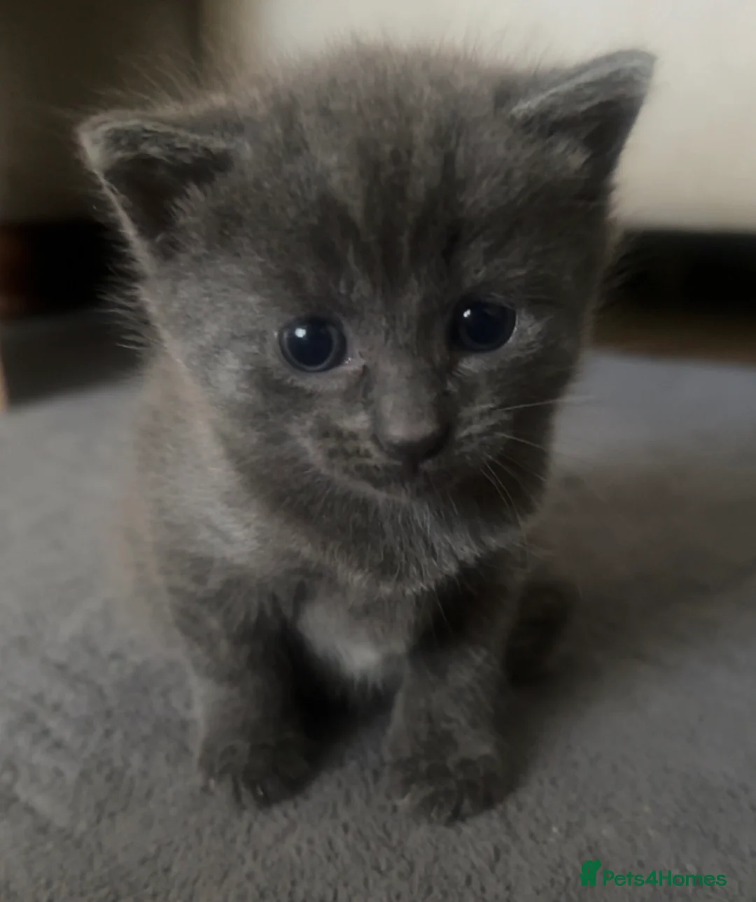 Domestic Shorthair cats for sale: Gorgeous Kittens for sale  in Spalding - Advert 1